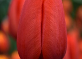 Tulipa Worlds Fire ® (4)